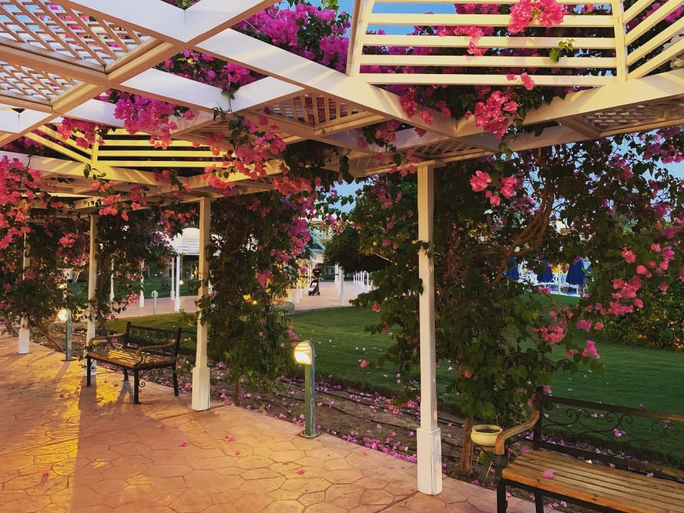 Gartenanlage Desert Rose