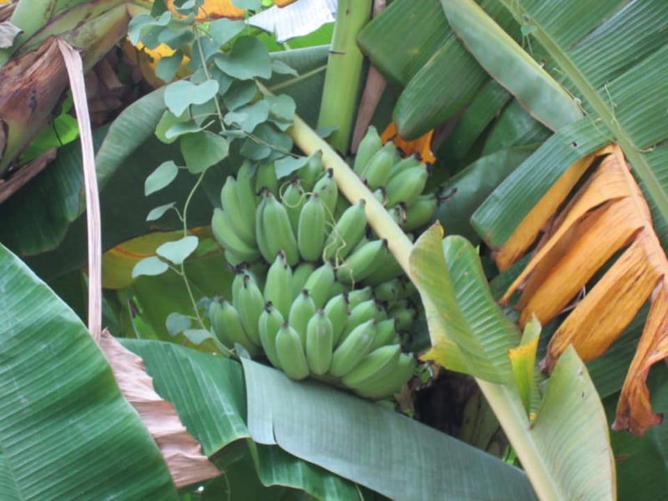 Tropische Flora The Fair House Beach Resort