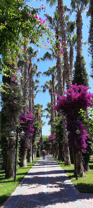 Gartenanlage Hotel Gardenia Beach