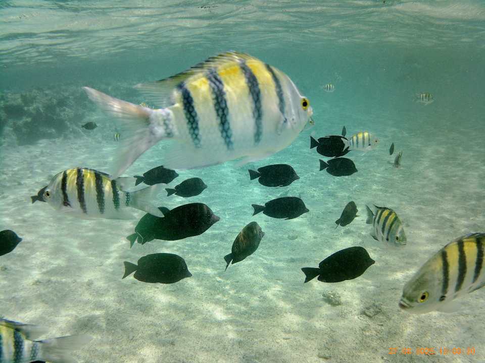 Strand Utopia Beach Club