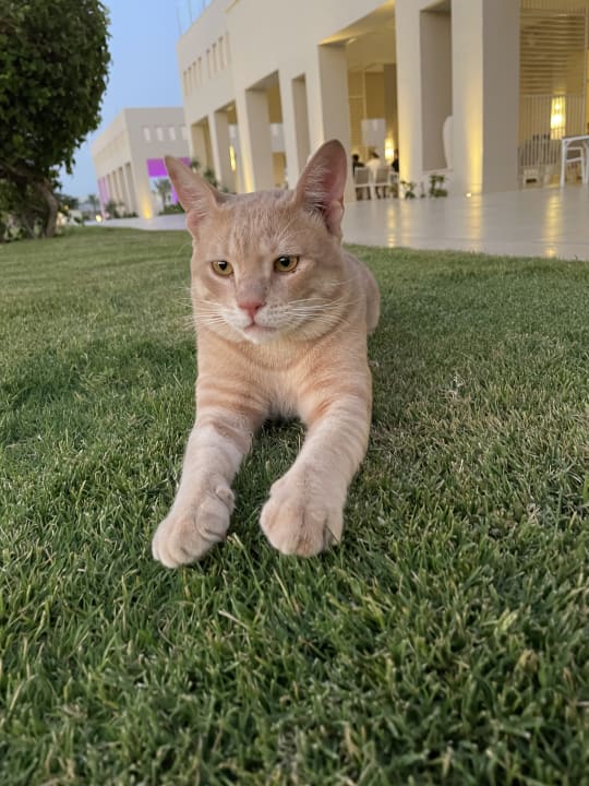 Sonstiges Jaz Aquaviva