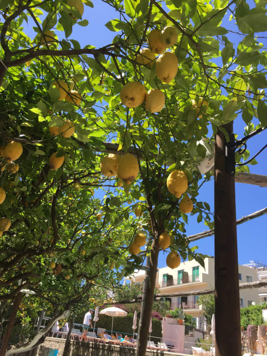 Gartenanlage Hotel Syrene