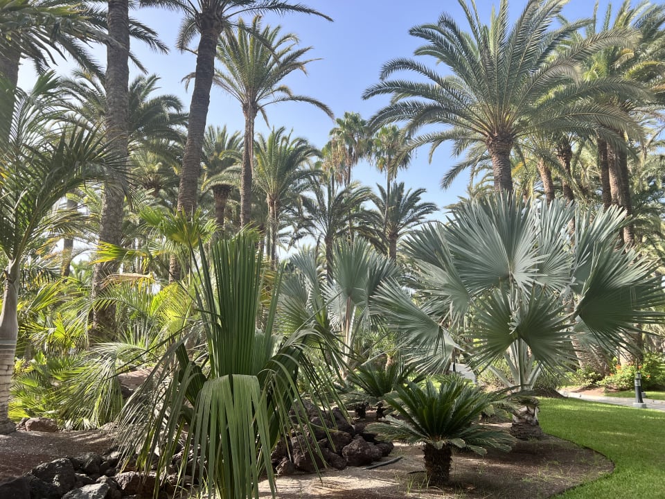 Außenansicht Hotel Riu Palace Oasis