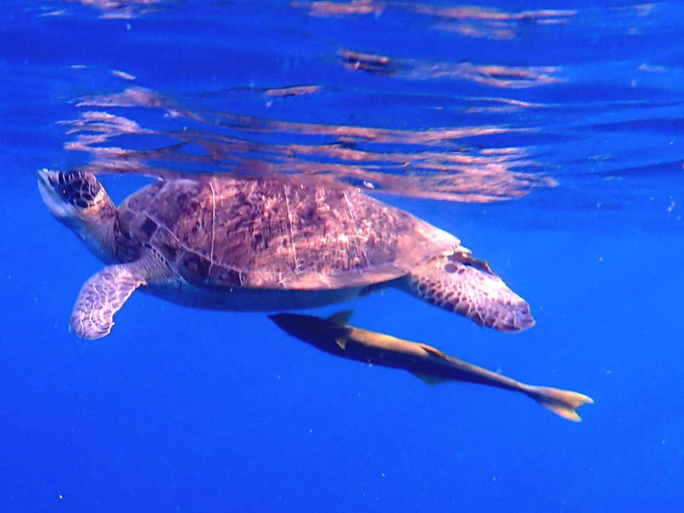 Strand Three Corners Equinox Beach Resort