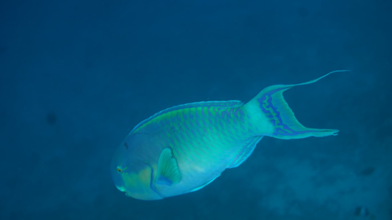 Sonstiges Vilamendhoo Island Resort & Spa