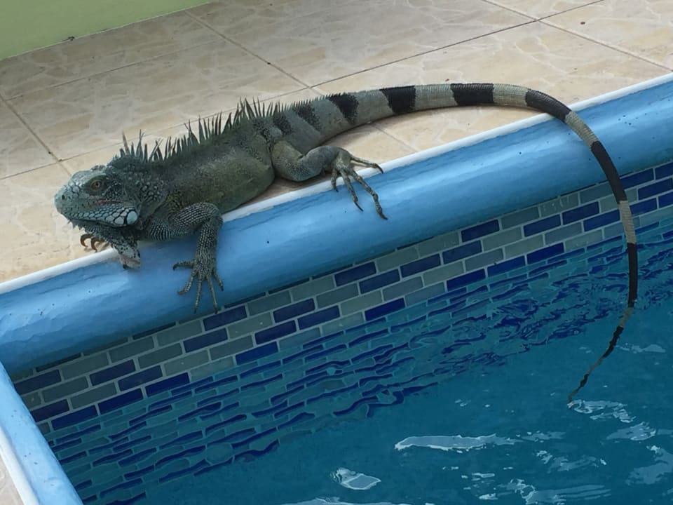 Pool Don Genaro Apartments