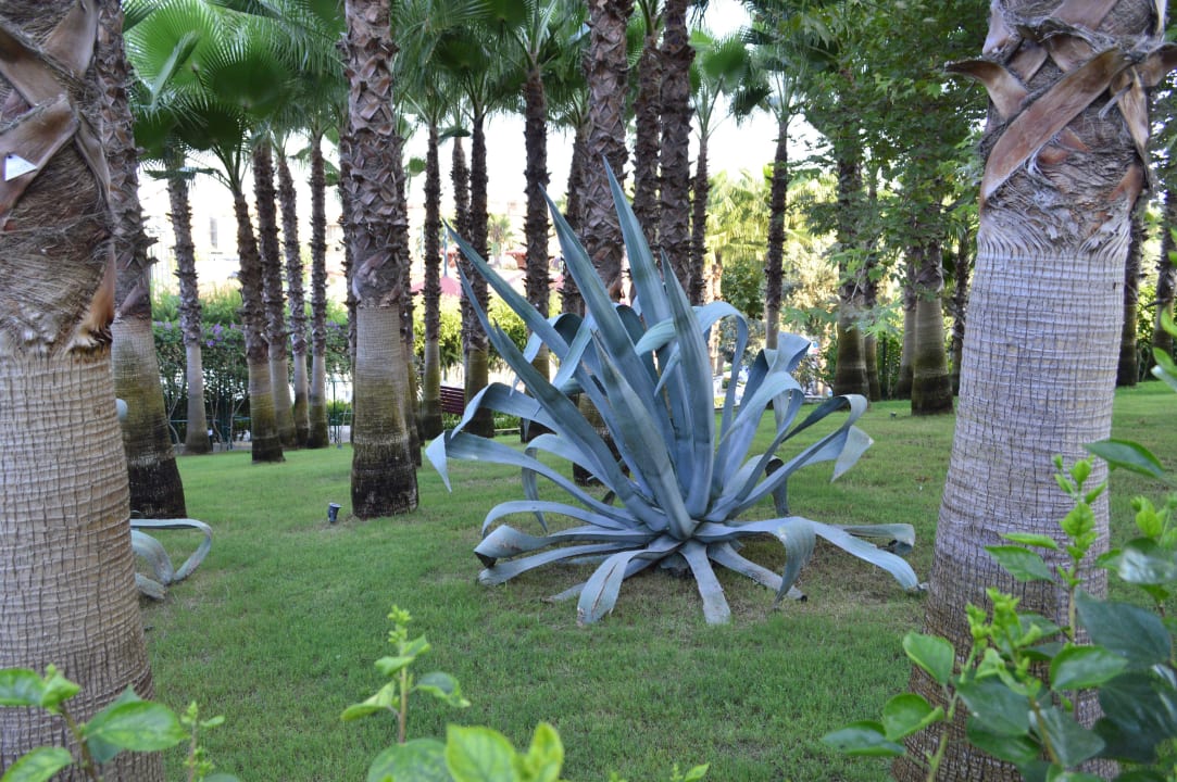 Sehr gepflegte Gartenanlage Hotel Miramare Beach
