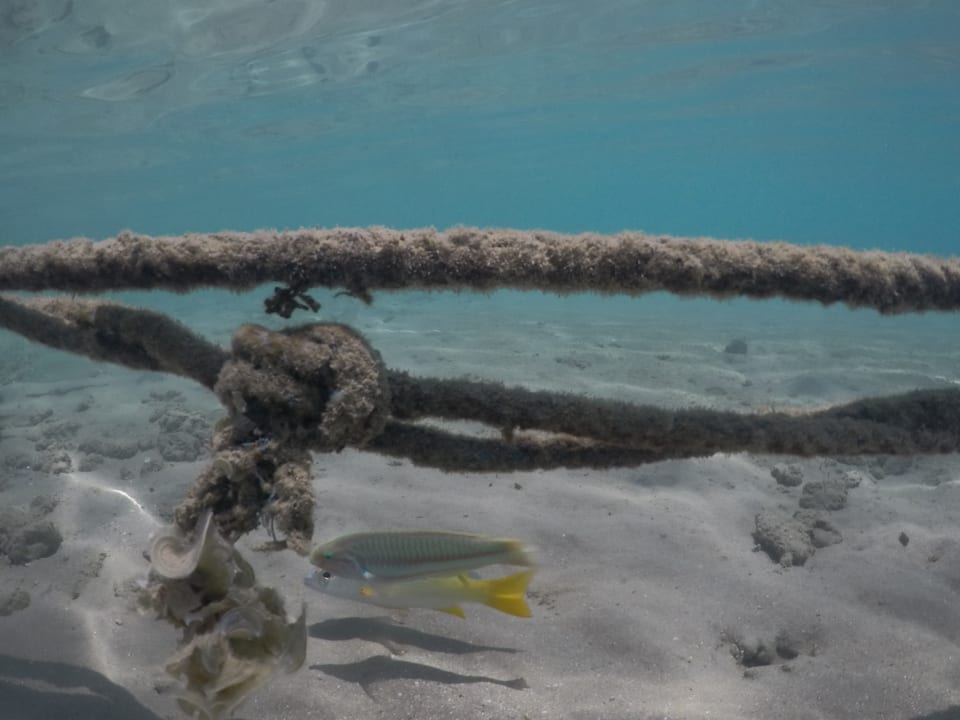 Strand Steigenberger Coraya Beach - Adults only