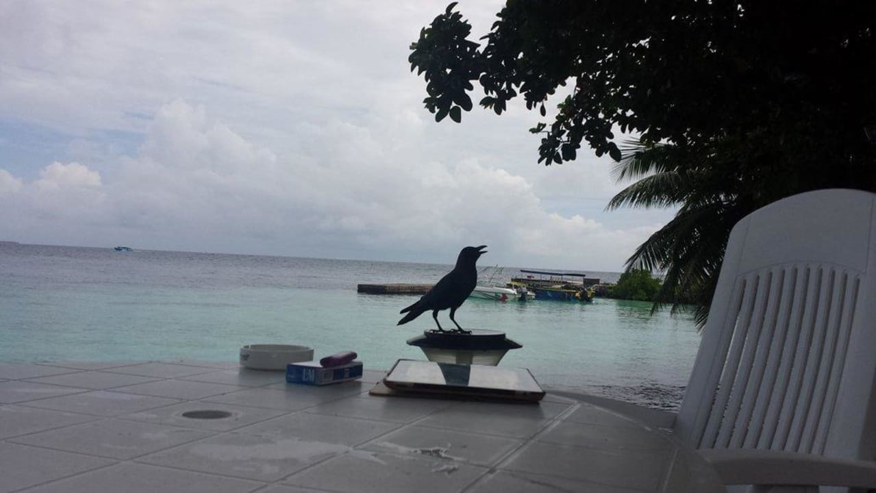 Птичка Vilamendhoo Island Resort & Spa