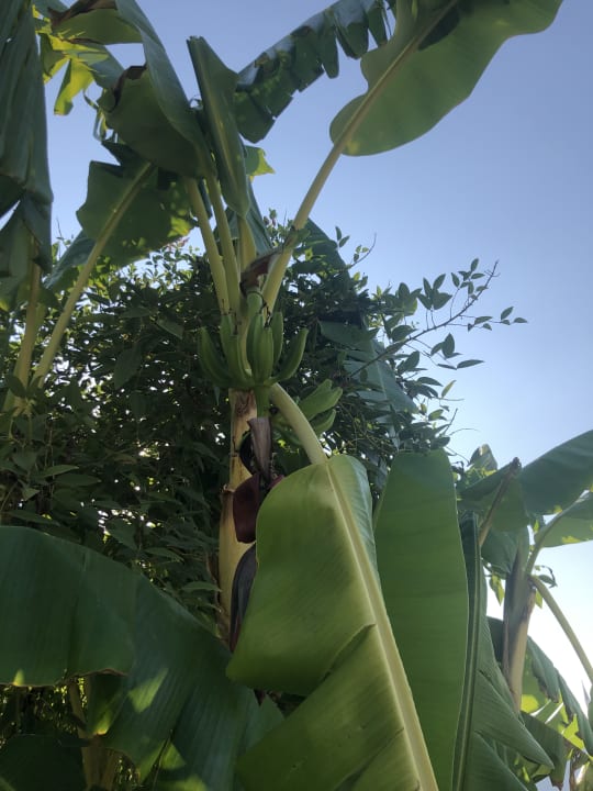 Gartenanlage Royal Wings Hotel