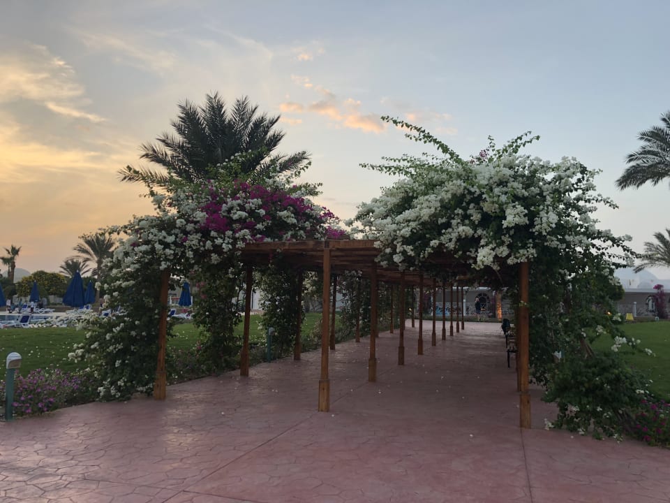 Gartenanlage Desert Rose