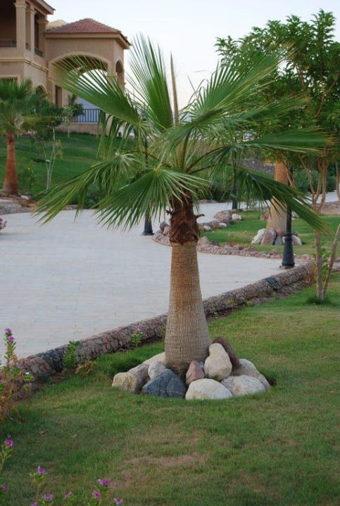 Otoczenie hotelu  Hotel Swiss Inn Dream Resort Taba