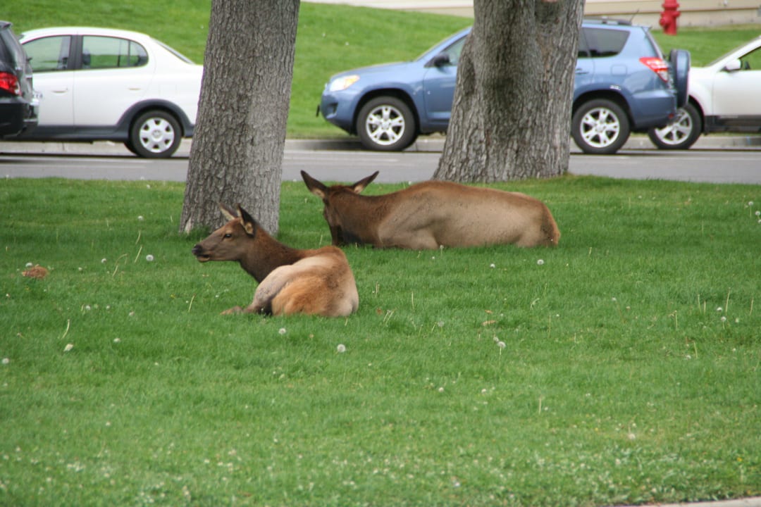 Elchherde vor dem Hotel Mammoth Hot Springs Hotel