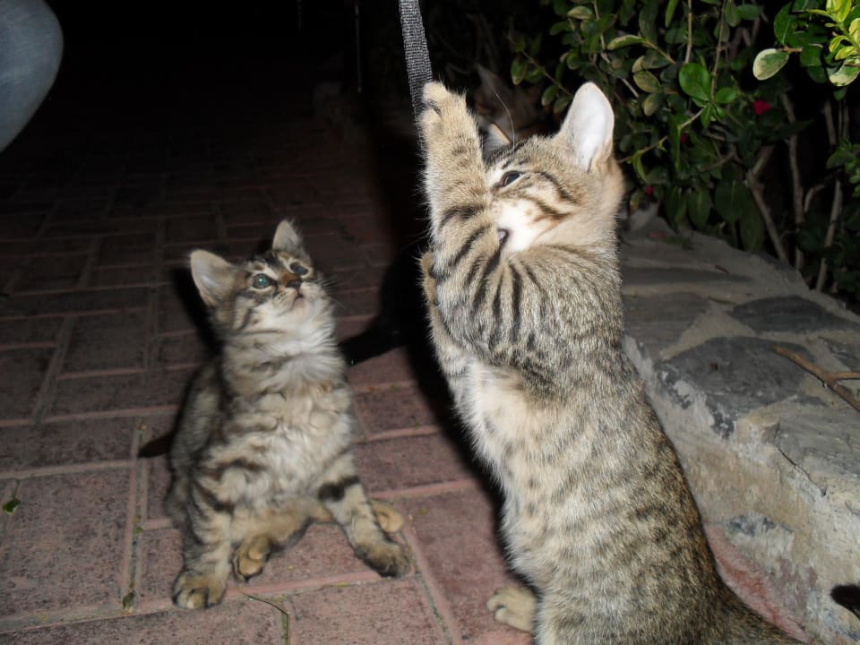 Cute Mietzekatzen Blue Star Hotel