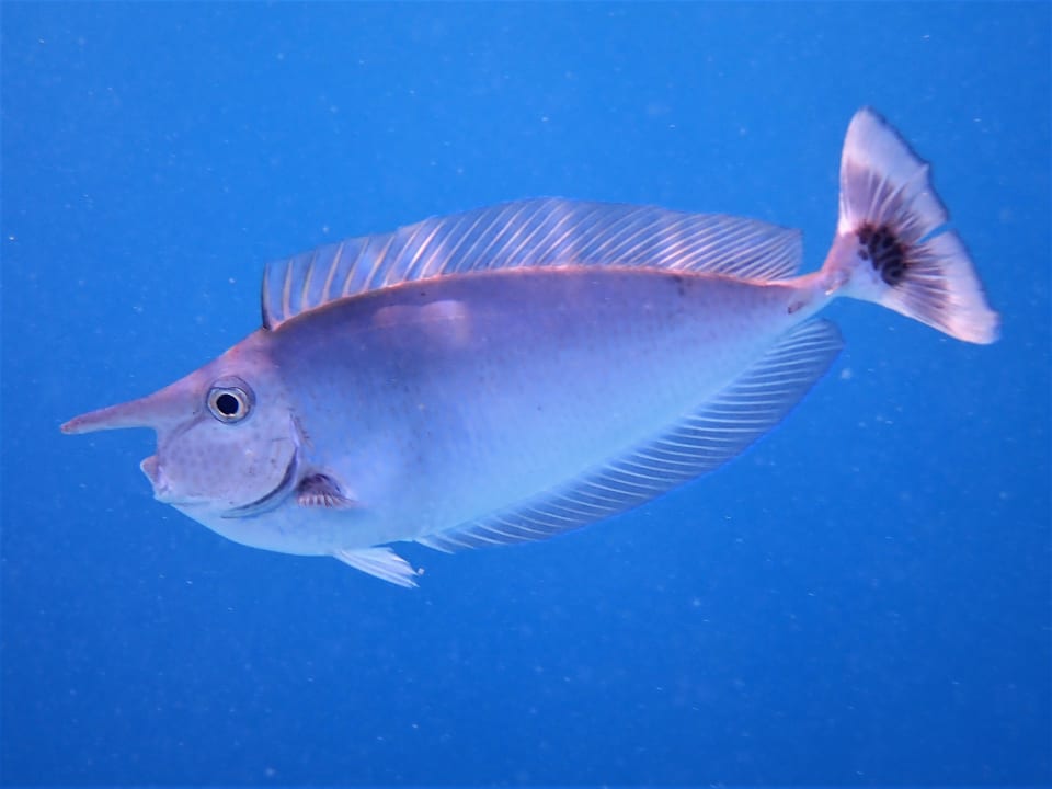 Sport & Freizeit NH Collection Maldives Reethi Resort