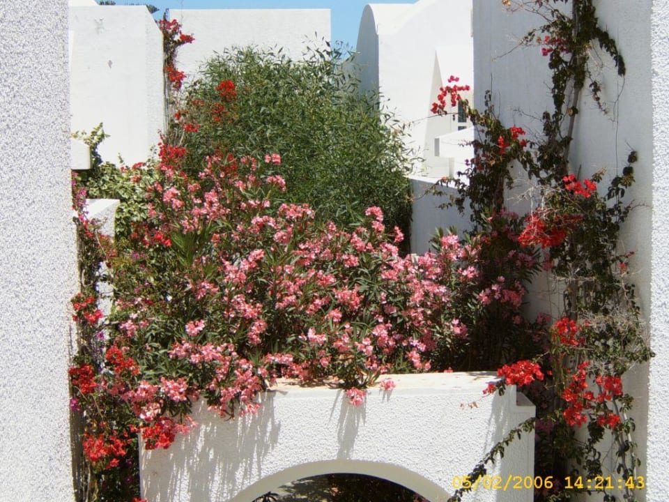 Bougainvilliea und Oleander blühen um die Wette  Cesar Thalasso