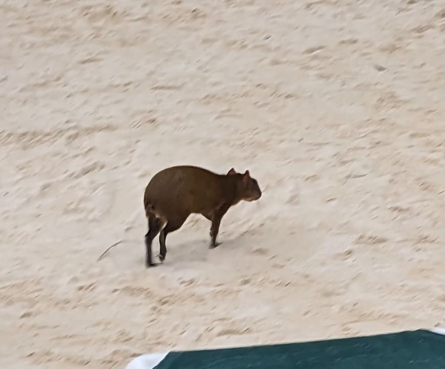 Sonstiges Hotel Riu Tequila