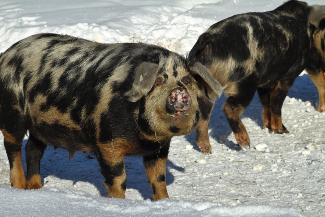 Hinterm Haus, ganz nett Bauernhof Haus Waldesruh