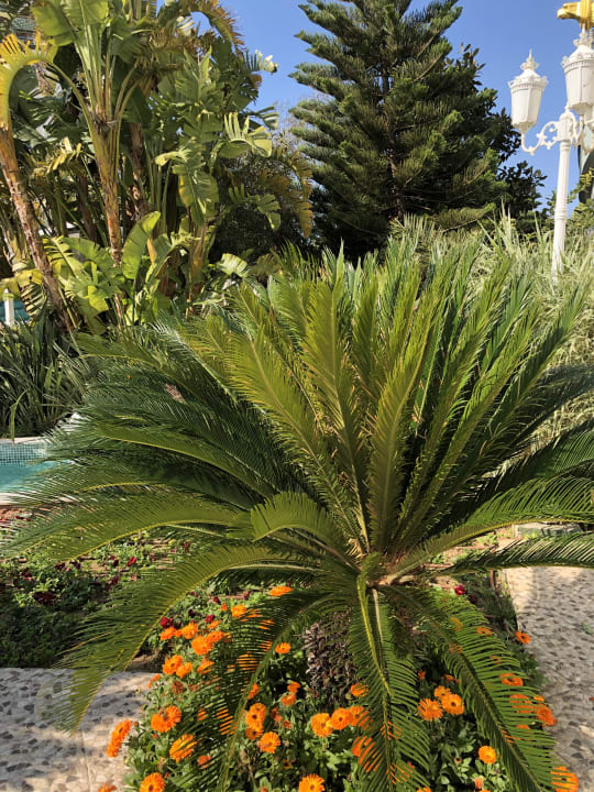 Gartenanlage Hotel Delphin Imperial