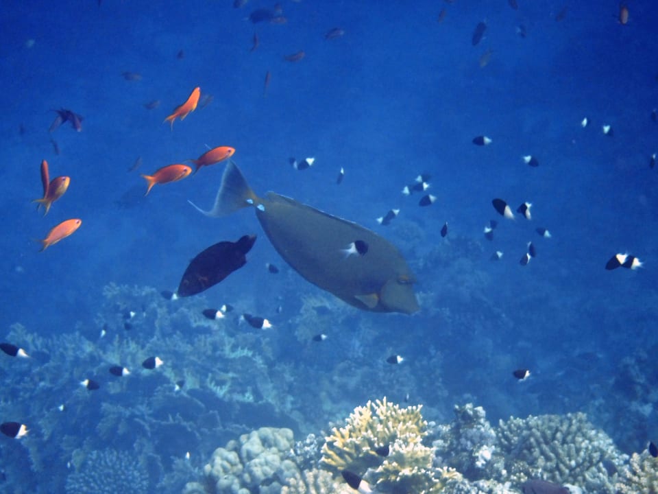 Strand Steigenberger Coraya Beach - Adults only