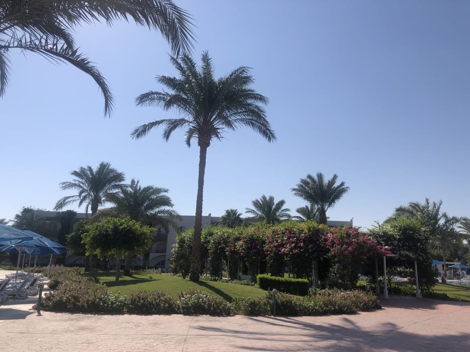 Gartenanlage Desert Rose