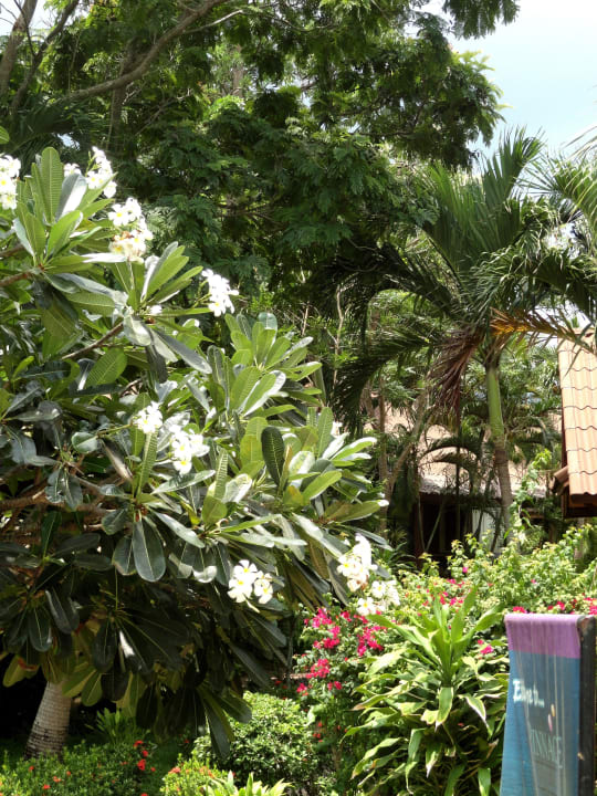 Herrlicher Frangipanibaum Pinnacle Samui Resort