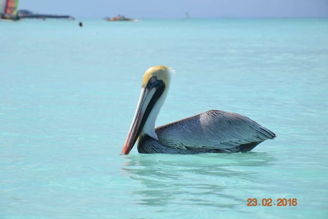 Ptak Iberostar Origin Taínos