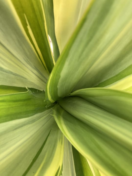 Gartenanlage Lazuli Hotel Marsa Alam