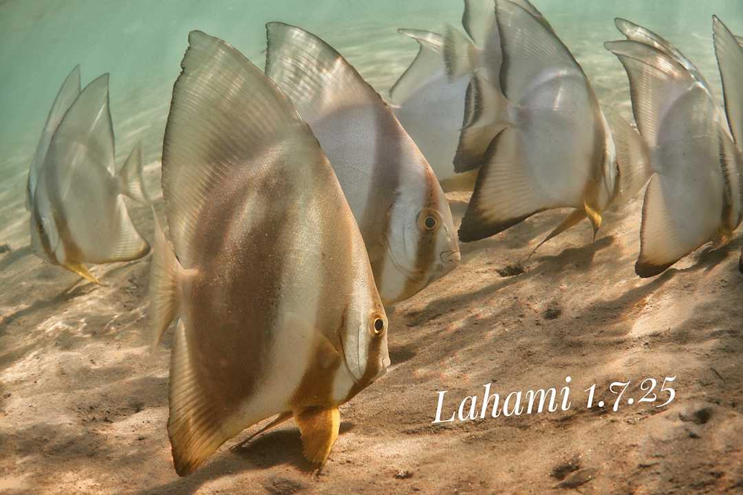 Strand Lahami Bay Beach Resort