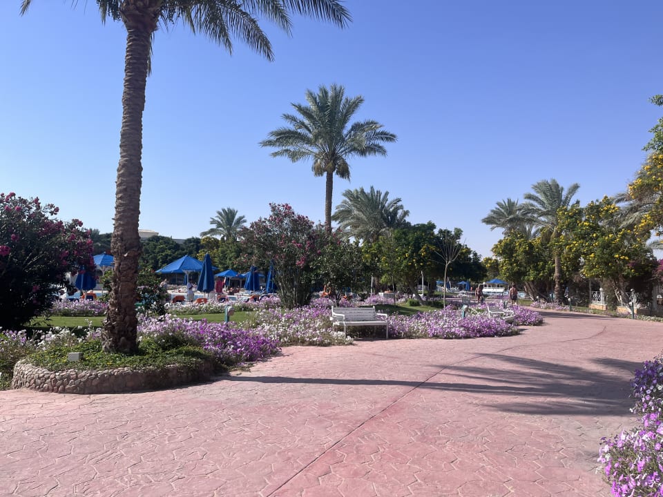 Gartenanlage Desert Rose