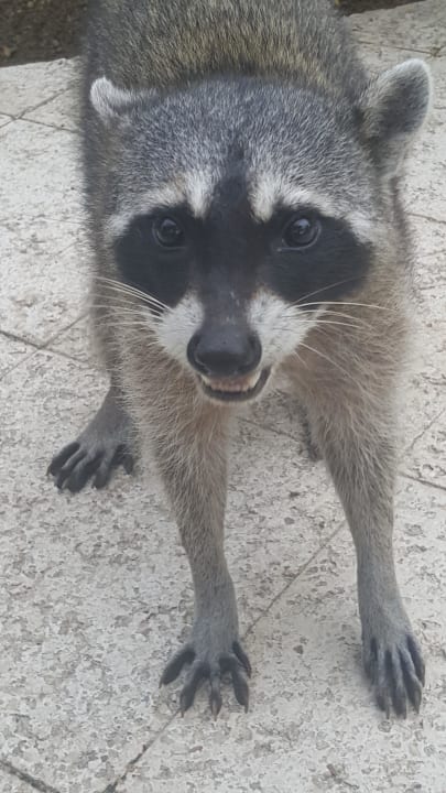 Waschbär  Grand Palladium Select White Sand Resort & Spa