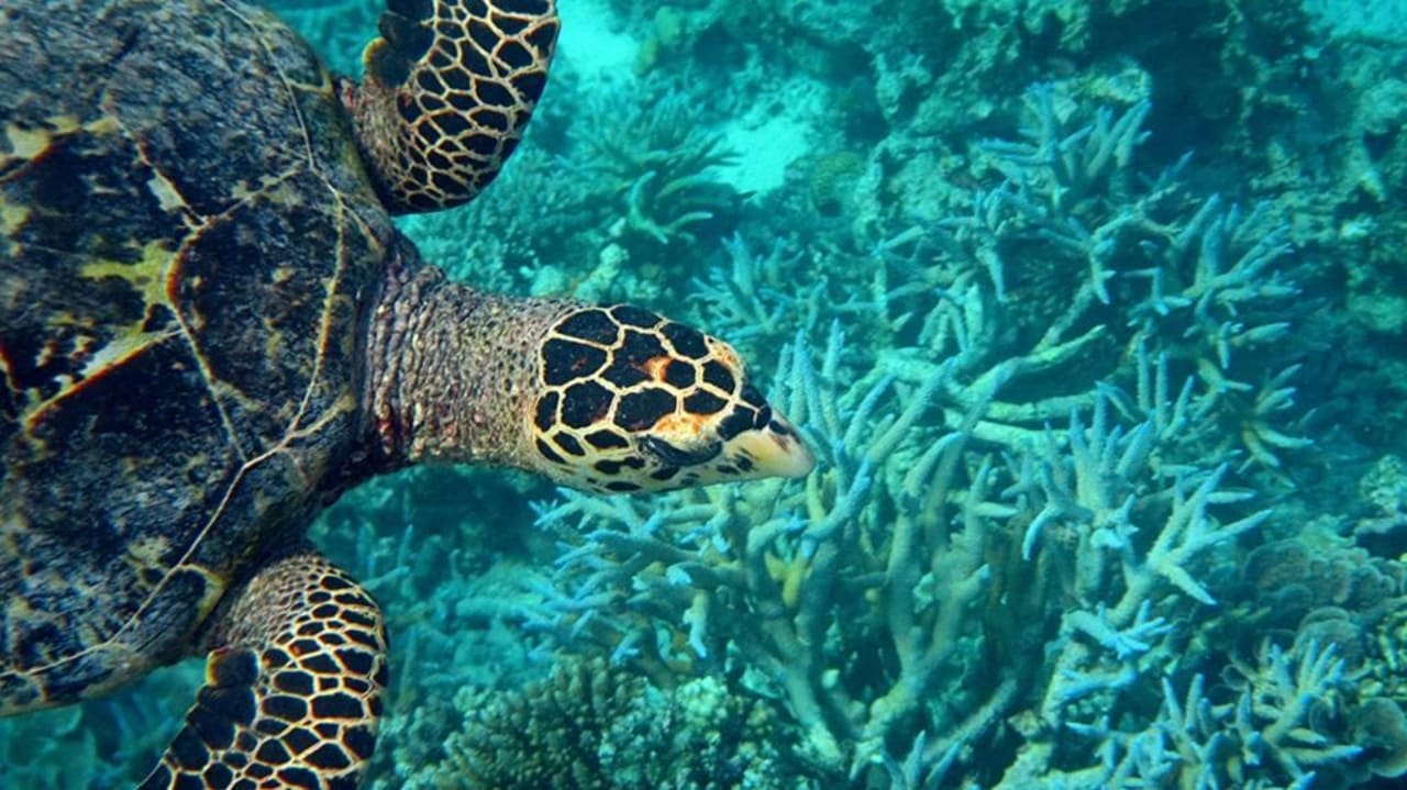 Schildkröte Eri Maldives