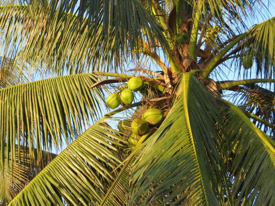 Selbsterklärend Hotel Bubu Long Beach Resort