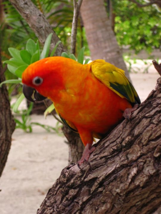 Bunter Inselbewohner Summer Island Maldives