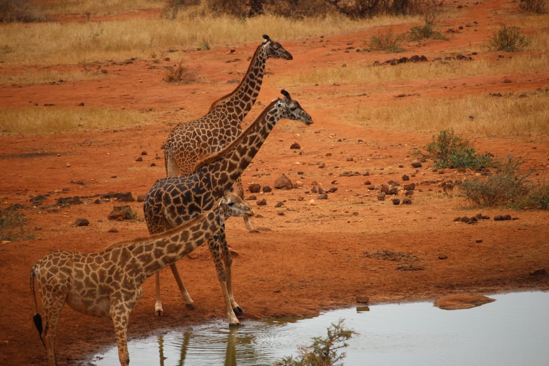 Ausblick Kilaguni Serena Safari Lodge