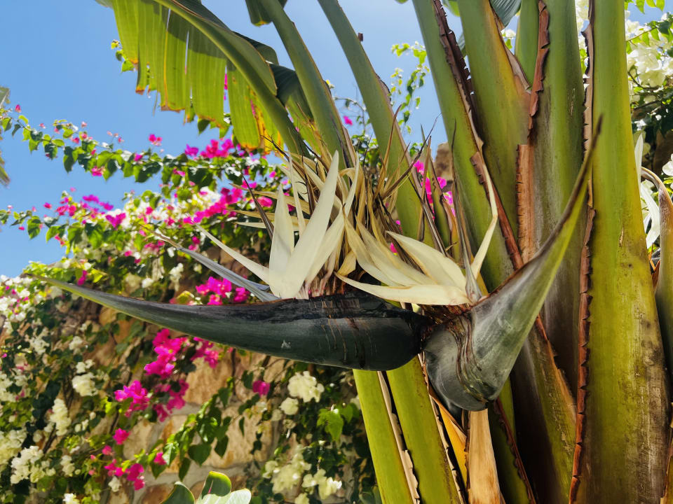 Gartenanlage Jaz Costa Mares (Adults Only)