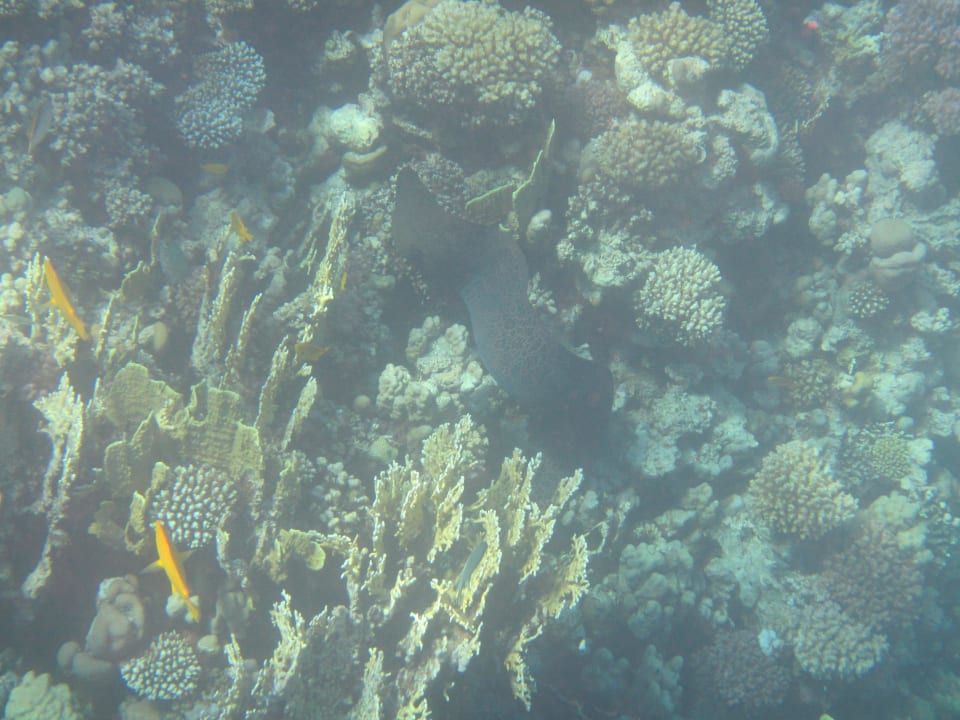 Moräne Makadi Spa - Adults only