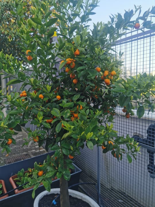 Gartenanlage Urban Garden Hotel