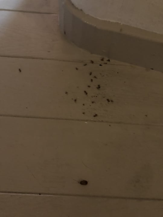 Zimmer Kihaa Maldives