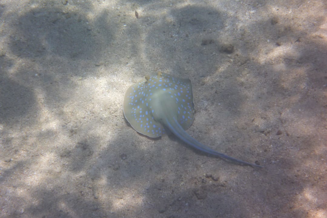 Citadel Azur Resort Pickalbatros Citadel Resort