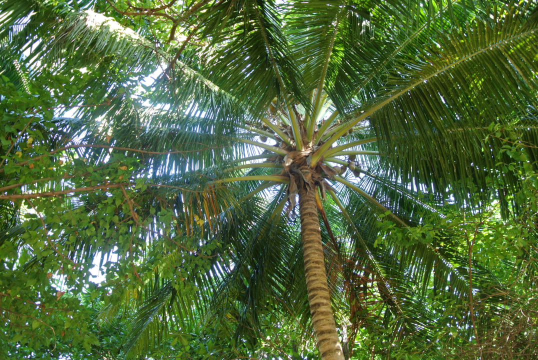 Eine von vielen schönen Palmen. Meeru Maldives Resort Island