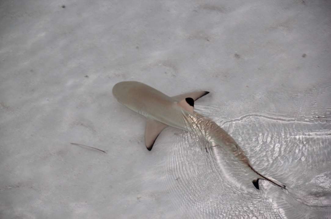 Strand Meeru Maldives Resort Island