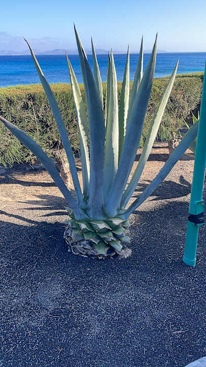 Gartenanlage SBH Hotel Royal Monica