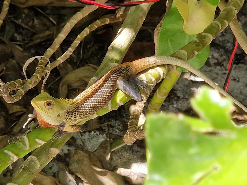 Sonstiges Kuredu Island Resort & Spa