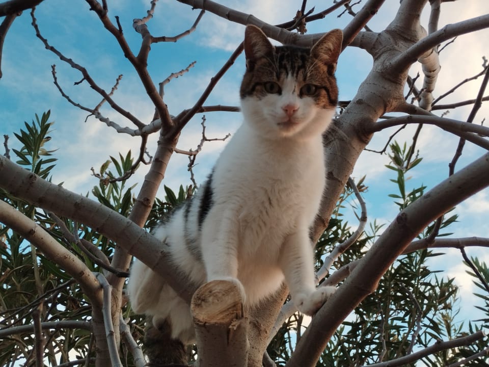 Gartenanlage Side Star Elegance