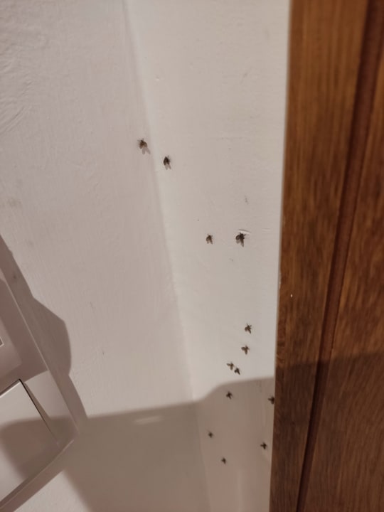 Zimmer The Orangers Garden Villas & Bungalows