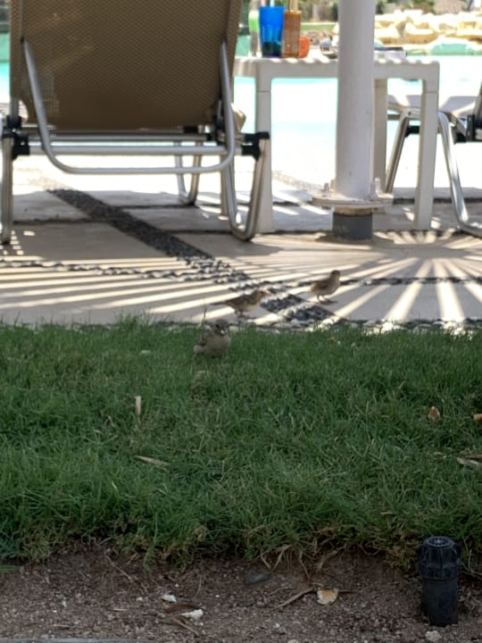 Sonstiges Iberotel Casa Del Mar Resort