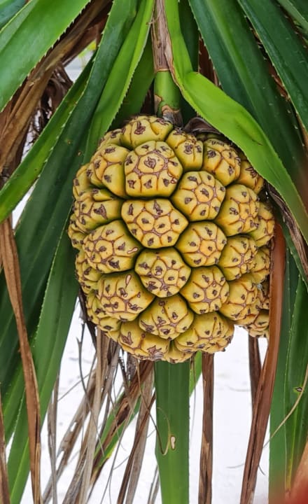 Gartenanlage Filitheyo Island Resort