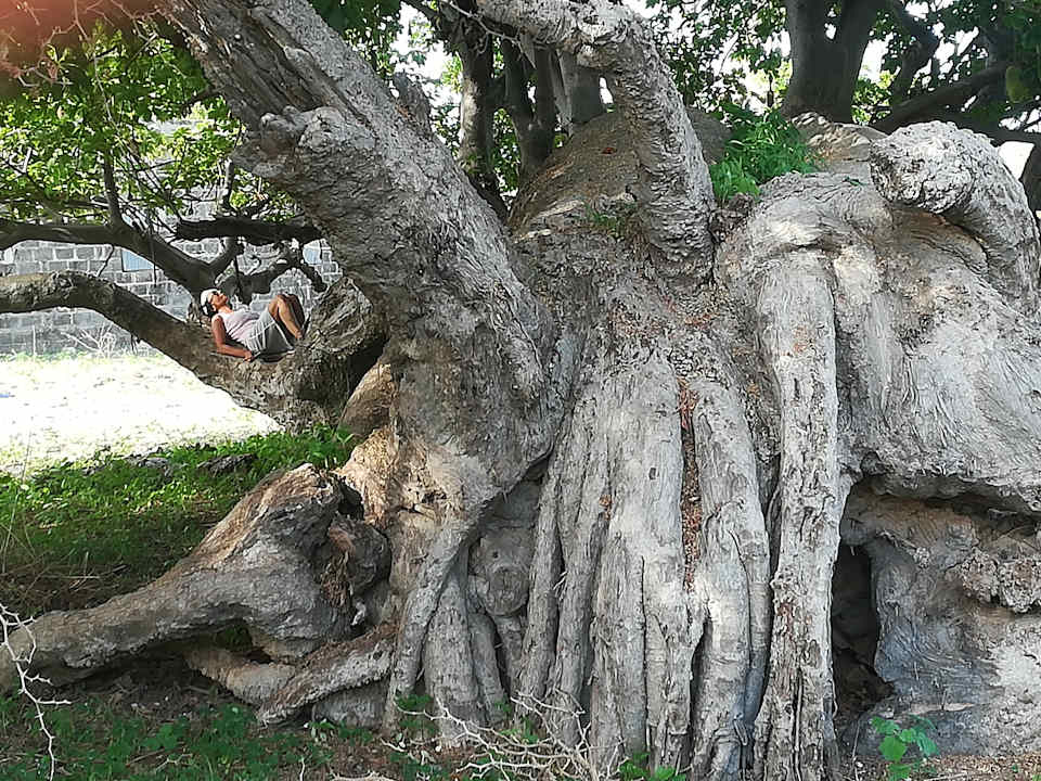 Gartenanlage Campement Nanaay