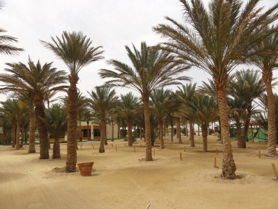 Beach Palm Royale Resort - Soma Bay